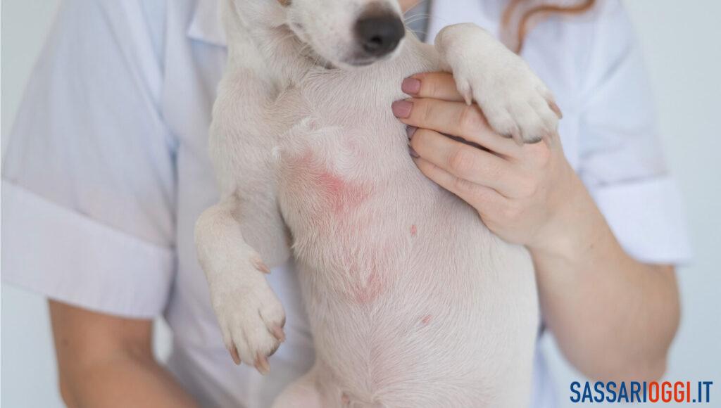 Alimentazione ipoallergenica per cani: guida completa