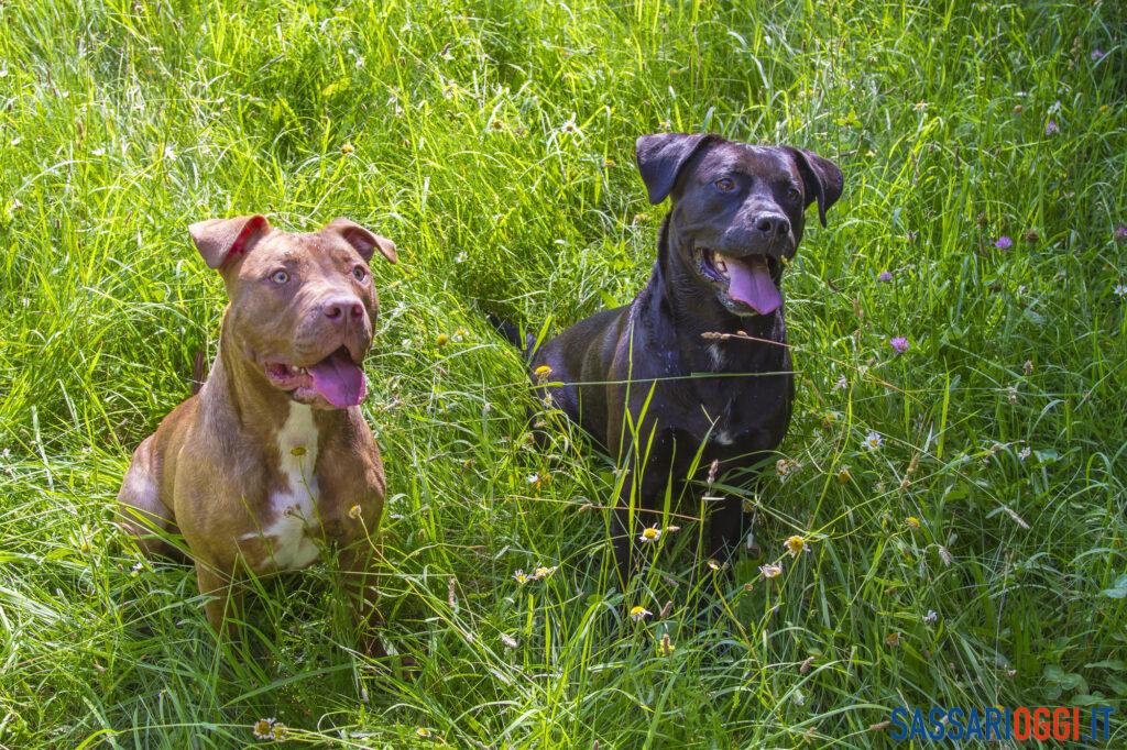 Uccisero il cane Ciop a Sassari, due pitbull finiscono al canile