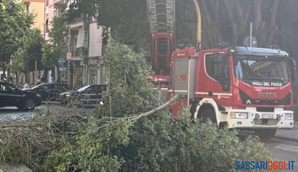 Albero perde un grosso ramo a Sassari, nuovo caso in pochi giorni