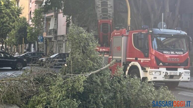Albero perde un grosso ramo a Sassari, nuovo caso in pochi giorni