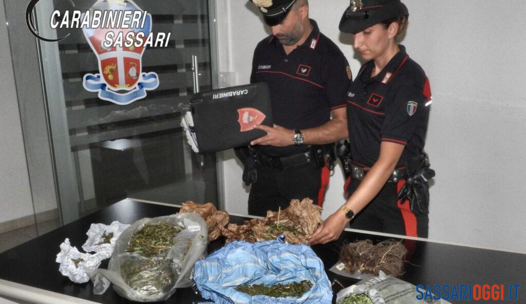 Marijuana nascosta in un container a Sedini, arrestato un uomo