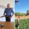 Scoperta coltivazione con 1.880 piante, arrestato allevatore a Tula