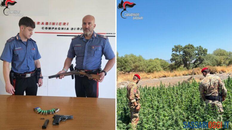 Scoperta coltivazione con 1.880 piante, arrestato allevatore a Tula