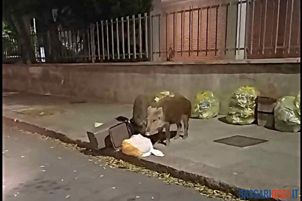 I cinghiali banchettano con i rifiuti del porta a porta: polemiche a Sassari