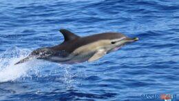 deflino comune canyon castelsardo