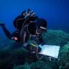 greenpeace mare caldo asinara