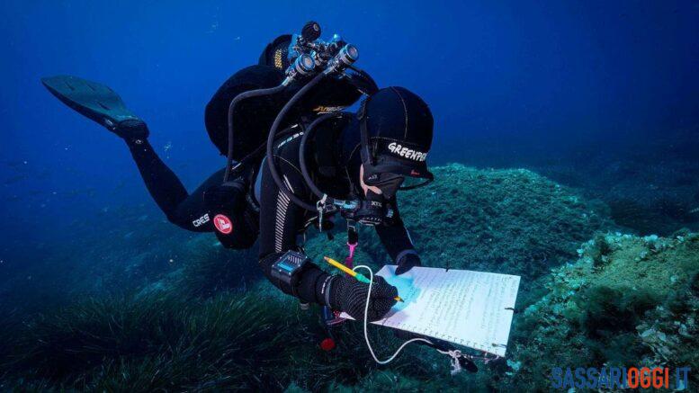 greenpeace mare caldo asinara