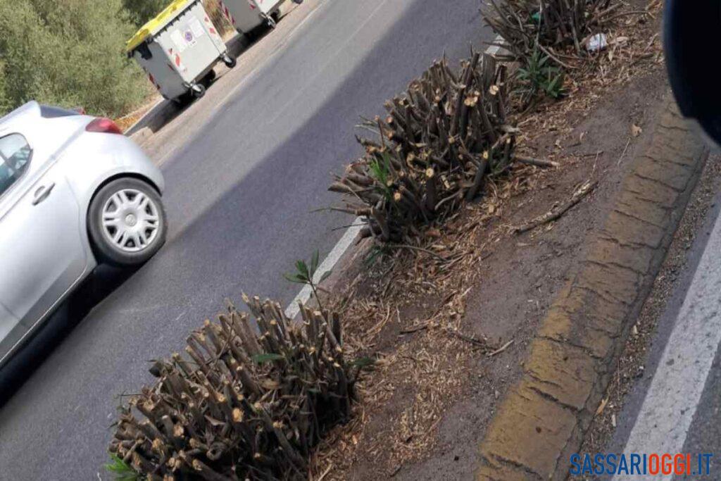 Sassari e il verde: le potature dividono i residenti sui social