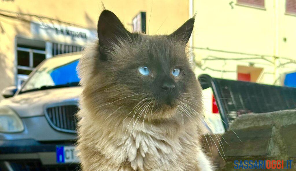 Nuova colonia felina protetta vicino all’anfiteatro di Muros