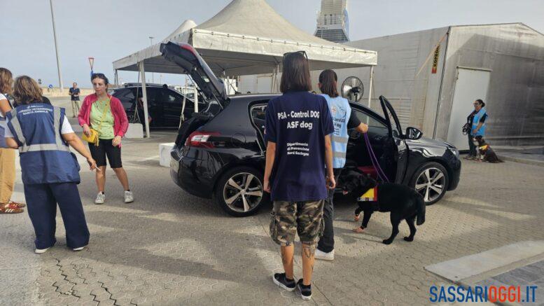Peste suina, sequestrata coscia di cinghiale al porto di Porto Torres