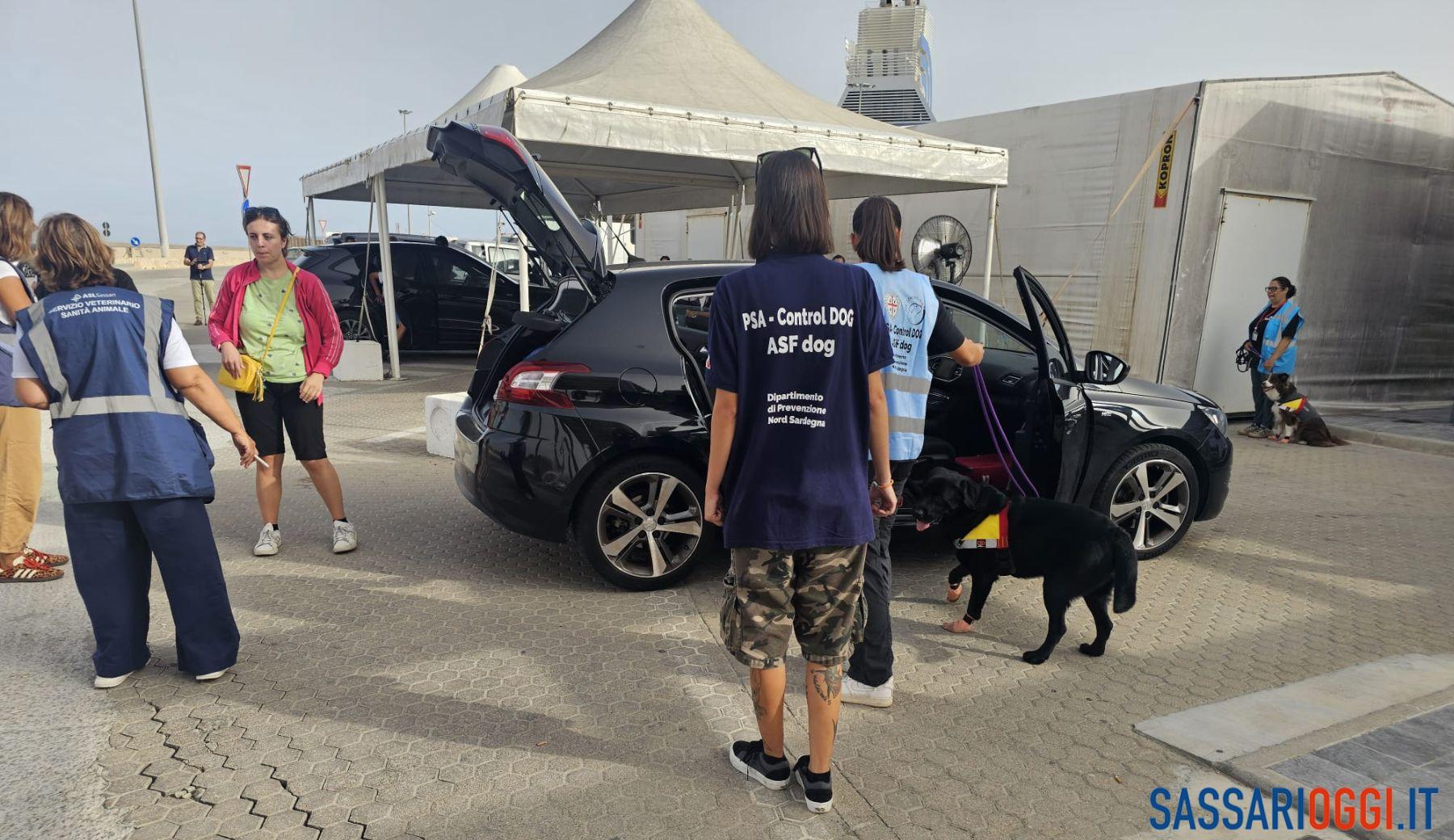 Peste suina, sequestrata coscia di cinghiale al porto di Porto Torres