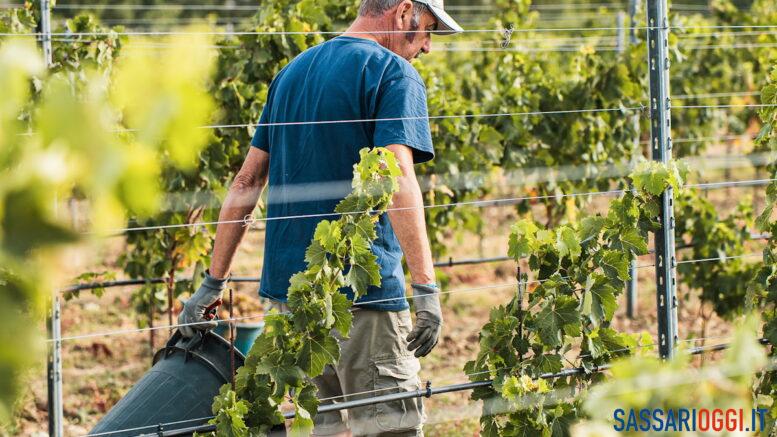 Vendemmia-Cantina-Santa-Maria-La-Palma