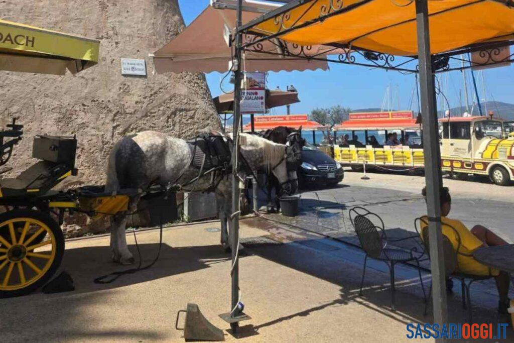 Cavalli ad Alghero per divertire i turisti, la Lav: “Basta sfruttamento”