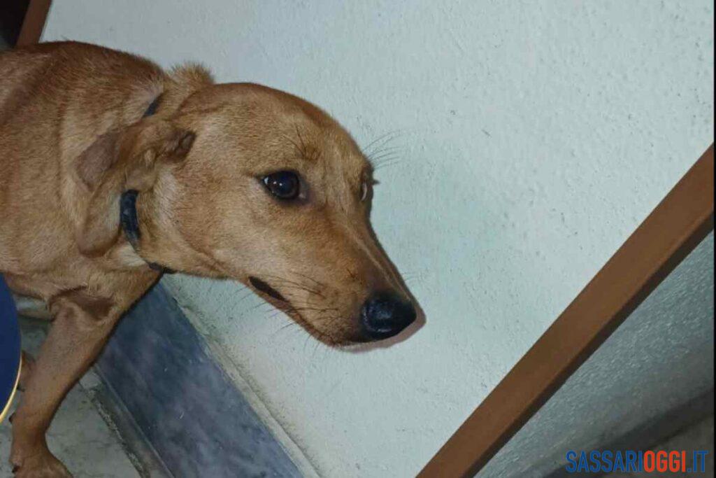 Cagnolino ferito si rifugia in un condominio a Sassari, salvato e curato