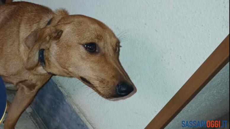 cagnolino sassari