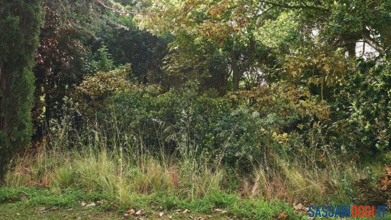 sanzioni sassari giardini terreni incolti x
