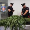 carabinieri marijuana bono