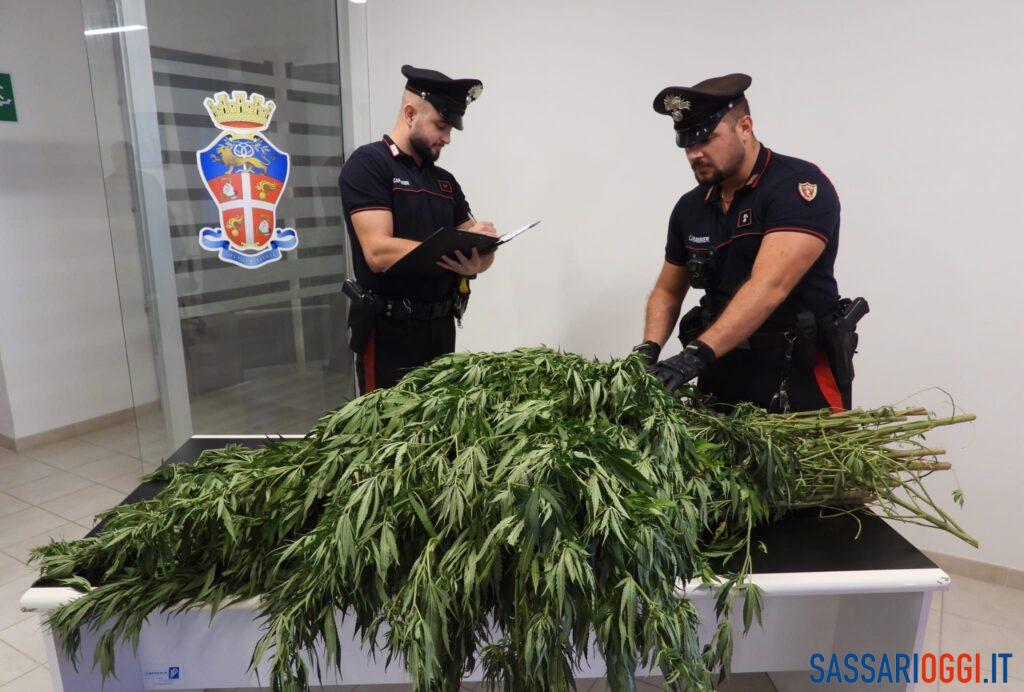 Piantagione di marijuana a Bono, arrestato un allevatore