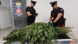 carabinieri marijuana bono