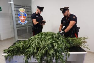 carabinieri marijuana bono
