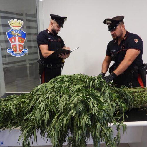 carabinieri marijuana bono