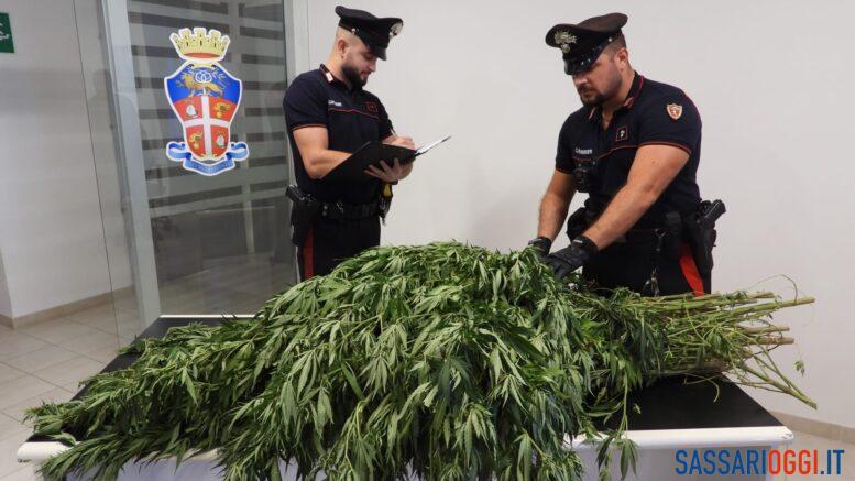 carabinieri marijuana bono