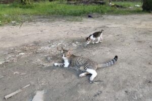 gatti randagi sassari