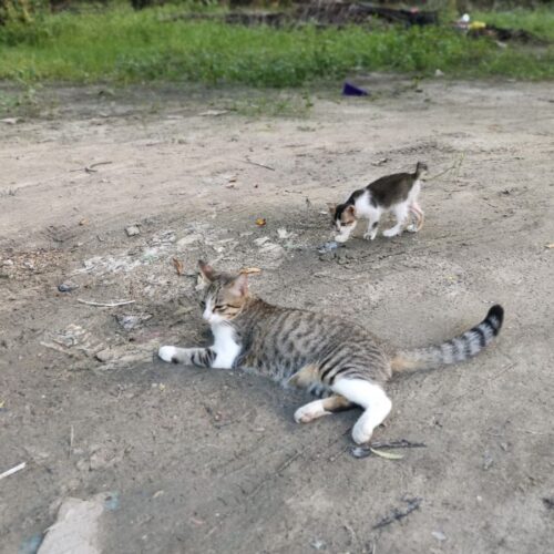 gatti randagi sassari