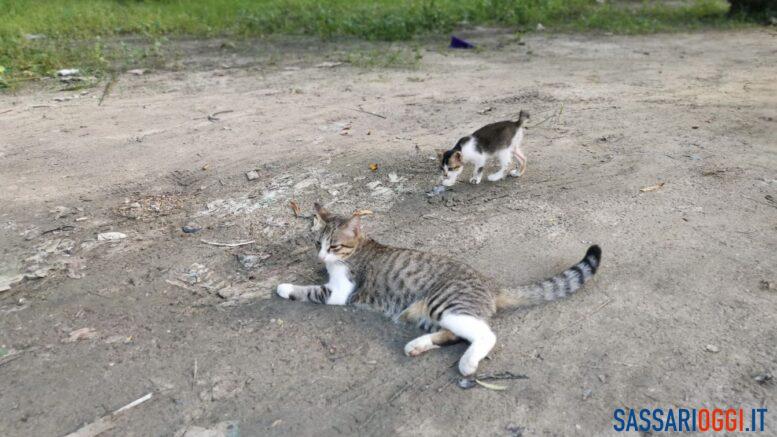gatti randagi sassari