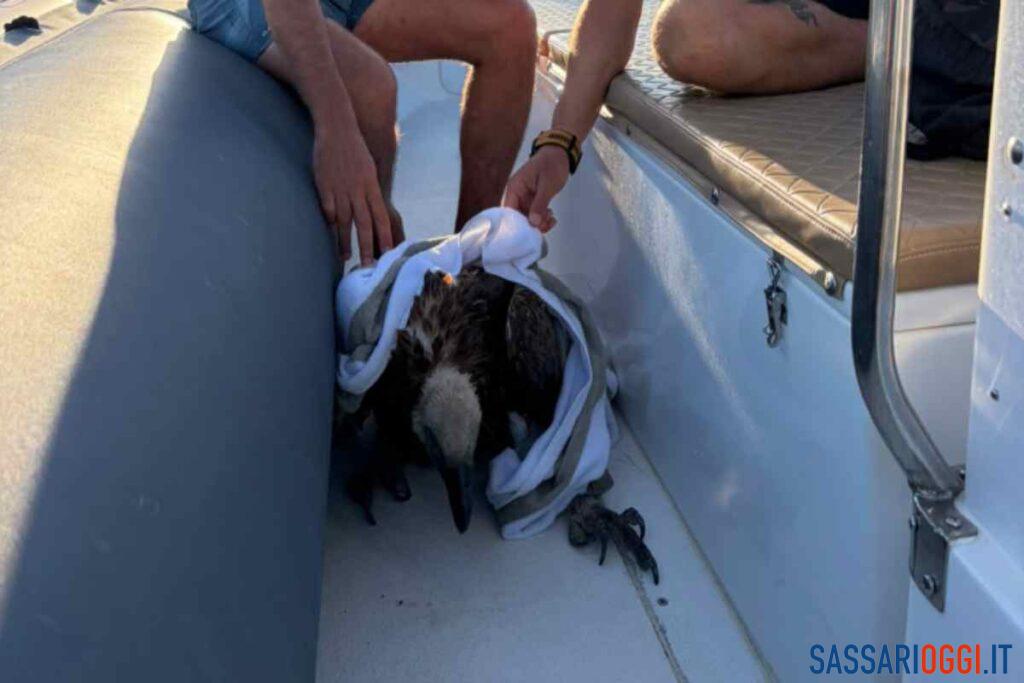 Giovane grifone in difficoltà: salvato in mare a Porto Conte