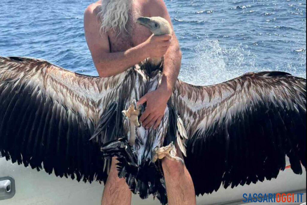 Giovane grifone in difficoltà: salvato in mare a Porto Conte