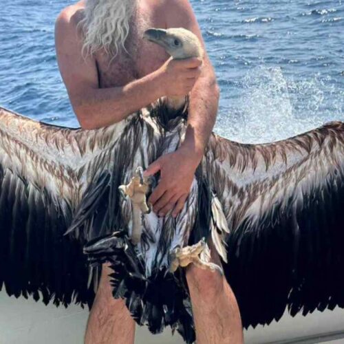 grifone salvato alghero