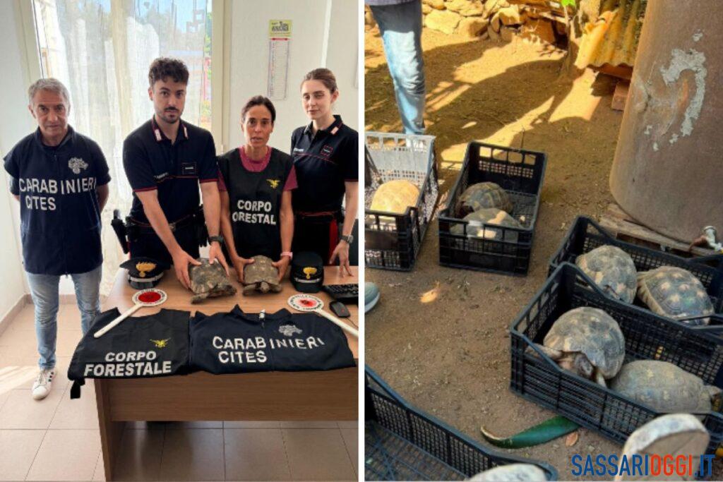 Otto tartarughe in giardino, scattano sequestro e denuncia a Bono