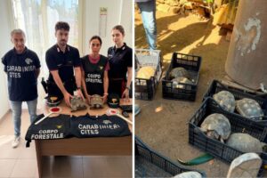 sequestro tartarughe testuggini bono