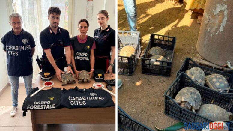 sequestro tartarughe testuggini bono