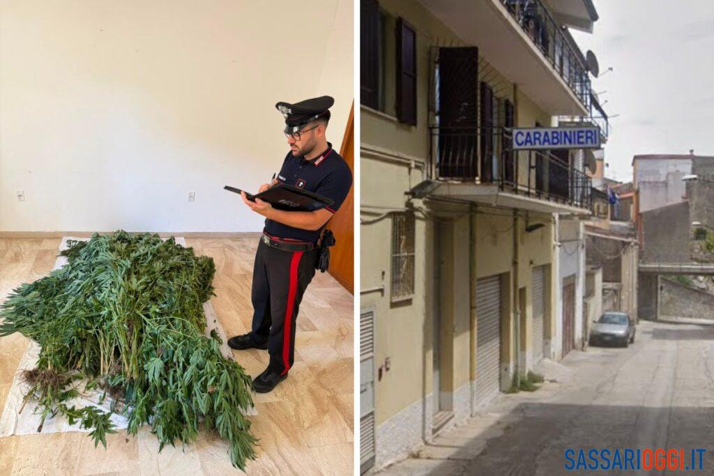 Coltivazione di canapa nel terreno di famiglia, 50enne arrestato a Bultei