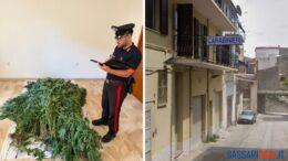 carabinieri canapa bultei