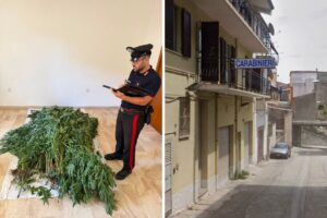 carabinieri canapa bultei