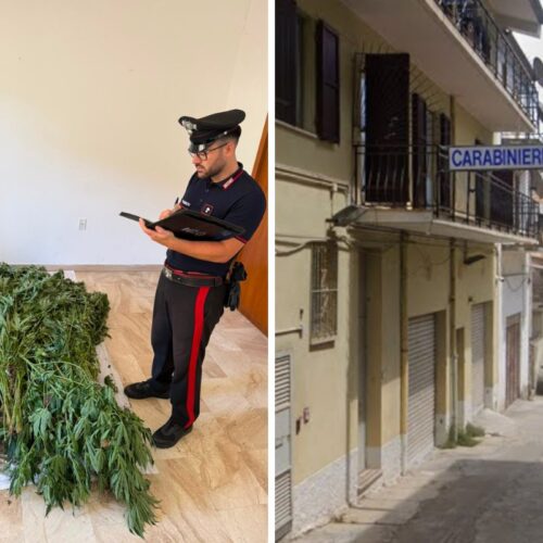 carabinieri canapa bultei