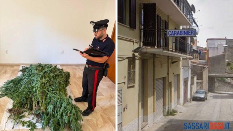 carabinieri canapa bultei