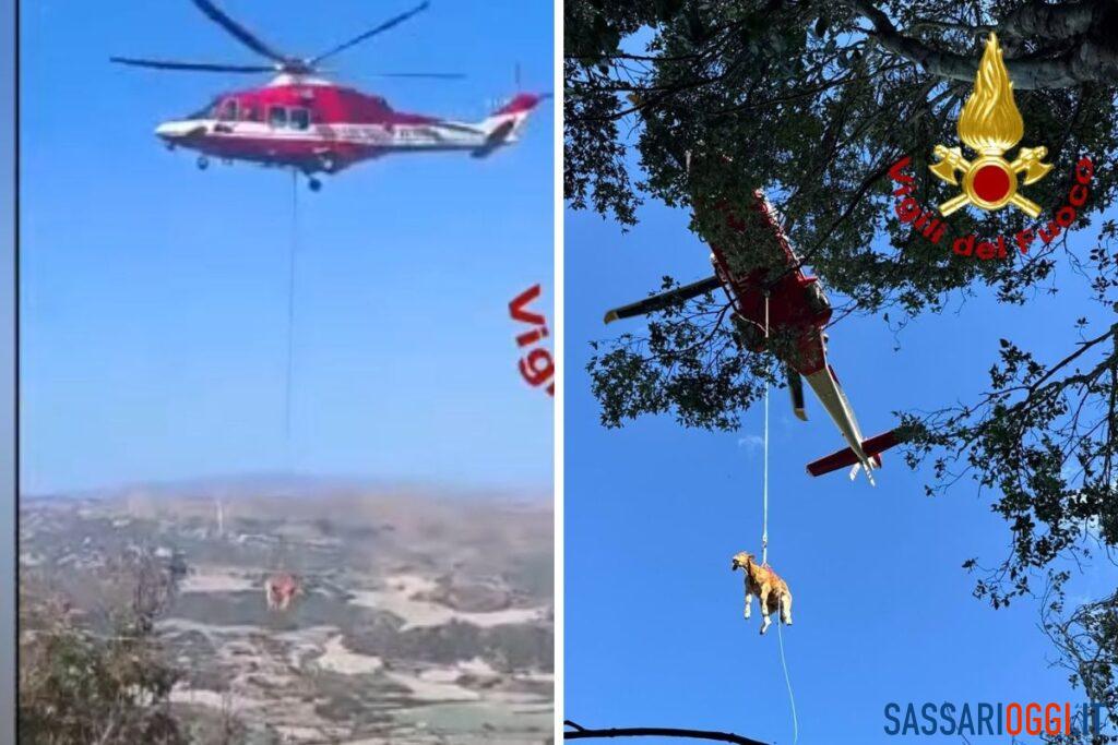 Vitello cade in un dirupo di 70 metri, salvato con l’elicottero a Banari