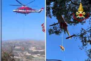 vitello soccorso dai vigili del fuoco banari