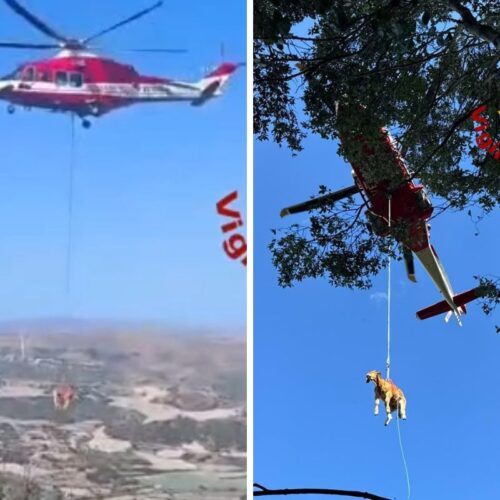 vitello soccorso dai vigili del fuoco banari