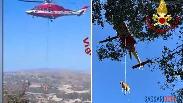 vitello soccorso dai vigili del fuoco banari
