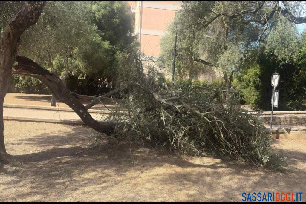 Sassari, si stacca un grosso ramo: paura all’area cani di via Luna e Sole
