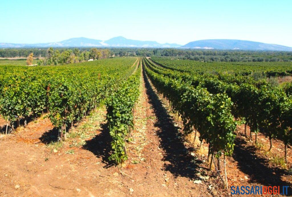 Gambero Rosso, due vini del Sassarese premiati con i Tre Bicchieri