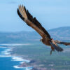 LIFE Safe for Vultures grifoni porto conte monte timidone