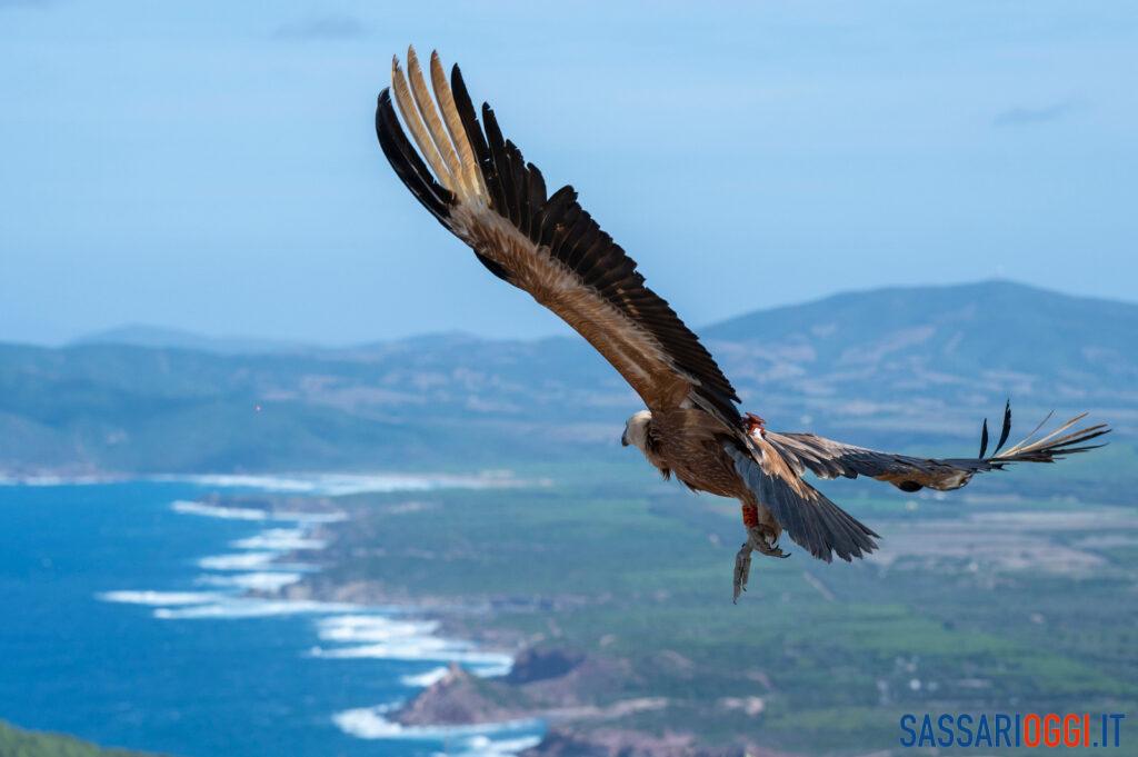 LIFE Safe for Vultures grifoni porto conte monte timidone