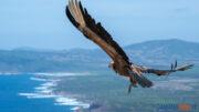 LIFE Safe for Vultures grifoni porto conte monte timidone