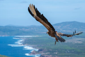 LIFE Safe for Vultures grifoni porto conte monte timidone